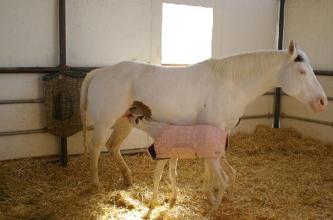 New-Foal