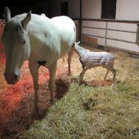 New-Foal