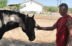 veterans-equine-therapy