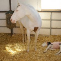 Photo Archive » New-Foal